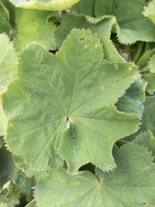 Fabienne Doron, le 29 juillet 2018 (Highland)