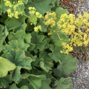 Photographie n°2220862 du taxon Alchemilla mollis (Buser) Rothm. [1934]