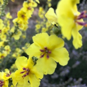 Photographie n°2220898 du taxon Verbascum sinuatum L. [1753]