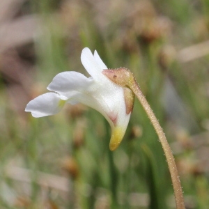 Photographie n°2220910 du taxon Pinguicula alpina L. [1753]