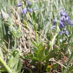 Photographie n°2220913 du taxon Polygala alpestris Rchb. [1823]