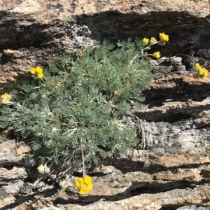 Photographie n°2220934 du taxon Artemisia glacialis L. [1763]