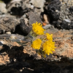 Photographie n°2220936 du taxon Artemisia glacialis L. [1763]