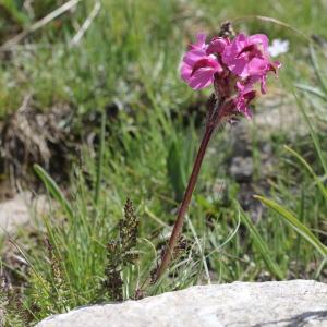 Photographie n°2220956 du taxon Pedicularis cenisia Gaudin [1829]