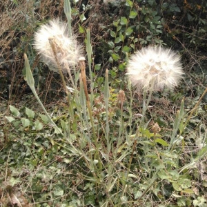 Photographie n°2220970 du taxon Tragopogon dubius Scop. [1772]