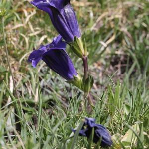 Photographie n°2220975 du taxon Gentiana acaulis L.