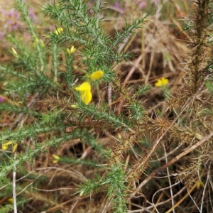 Photographie n°2220983 du taxon Ulex europaeus L. [1753]