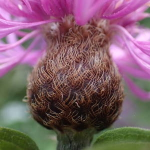 Photographie n°2220995 du taxon Centaurea decipiens Thuill. [1799]