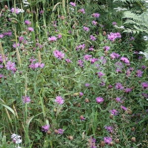 Photographie n°2220997 du taxon Centaurea decipiens Thuill. [1799]