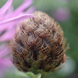 Photographie n°2220998 du taxon Centaurea decipiens Thuill. [1799]