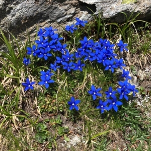 Photographie n°2221031 du taxon Gentiana brachyphylla Vill. [1779]