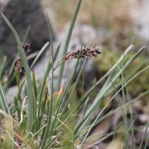 Photographie n°2221053 du taxon Luzula spicata (L.) DC. [1805]