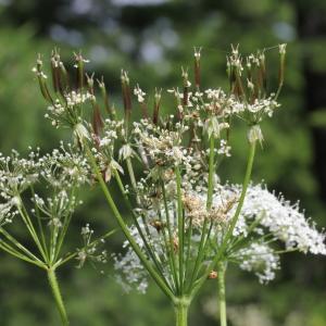 Photographie n°2221089 du taxon Chaerophyllum villarsii W.D.J.Koch