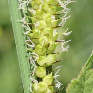 Photographie n°2221128 du taxon Carex vesicaria L. [1753]