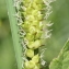  Marie  Portas - Carex vesicaria L. [1753]