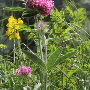 Photographie n°2221137 du taxon Trifolium alpestre L. [1763]