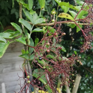 Photographie n°2221165 du taxon Sambucus racemosa L. [1753]