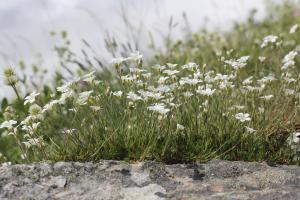 Marie  Portas, le  4 juillet 2018 (Névache)