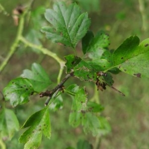 Photographie n°2221182 du taxon Crataegus laevigata (Poir.) DC. [1825]