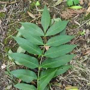 Photographie n°2221184 du taxon Fraxinus excelsior L. [1753]