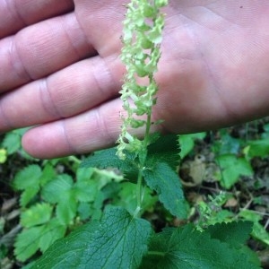 Photographie n°2221198 du taxon Teucrium scorodonia L. [1753]