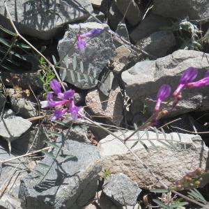 Photographie n°2221205 du taxon Vicia villosa subsp. eriocarpa (Hausskn.) P.W.Ball [1968]