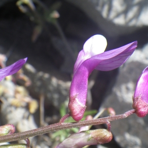 Vicia eriocarpa (Hausskn.) Halácsy