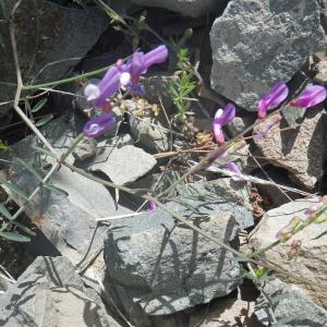  - Vicia villosa subsp. eriocarpa (Hausskn.) P.W.Ball [1968]