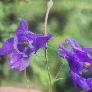 Photographie n°2221321 du taxon Aquilegia vulgaris L. [1753]