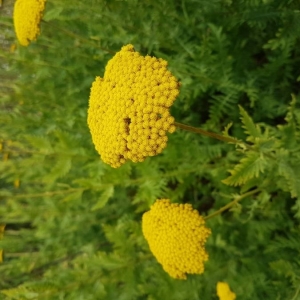 Photographie n°2221346 du taxon Achillea filipendulina Lam. [1783]