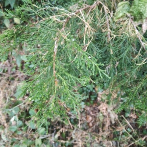 Photographie n°2221381 du taxon Juniperus virginiana L. [1753]