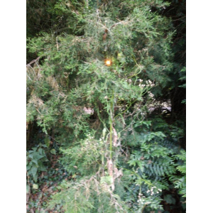 Juniperus virginiana L. (Genévrier de Virginie)