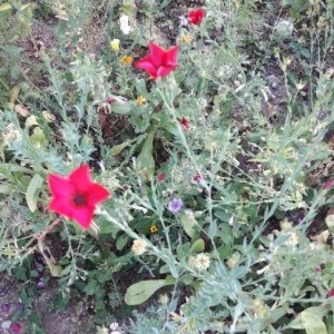 Photographie n°2221393 du taxon Linum grandiflorum Desf. [1798]