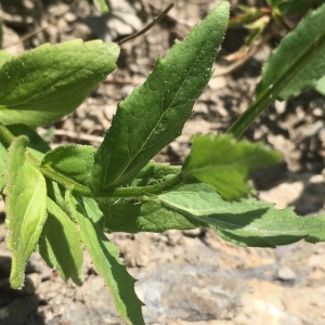 Photographie n°2221397 du taxon Campanula rhomboidalis L. [1753]