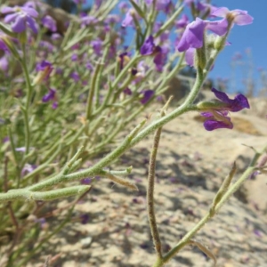 Photographie n°2221429 du taxon Matthiola tricuspidata (L.) R.Br. [1812]