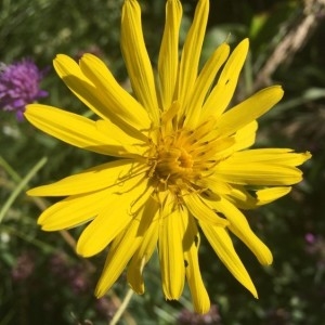 Photographie n°2221438 du taxon Tragopogon pratensis L. [1753]