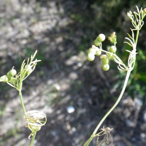 Photographie n°2221482 du taxon Bifora testiculata (L.) Spreng. [1820]