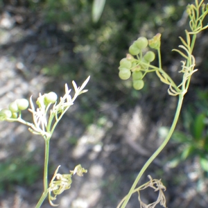 Photographie n°2221488 du taxon Bifora testiculata (L.) Spreng. [1820]