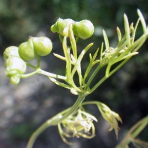 Photographie n°2221502 du taxon Bifora testiculata (L.) Spreng. [1820]