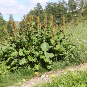Photographie n°2221658 du taxon Rumex alpinus L.