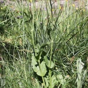 Photographie n°2221708 du taxon Crepis pontana (L.) Dalla Torre