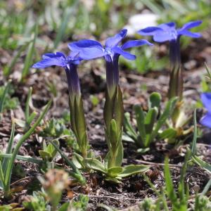 Photographie n°2221764 du taxon Gentiana verna L.