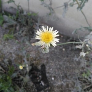 Photographie n°2221767 du taxon Sonchus oleraceus L. [1753]