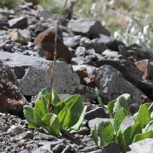 Photographie n°2221784 du taxon Doronicum grandiflorum Lam.