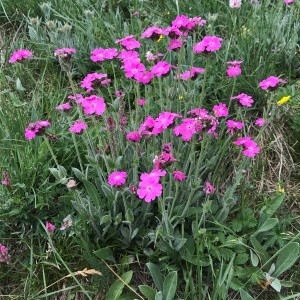 Photographie n°2221803 du taxon Lychnis flos-jovis (L.) Desr. [1792]