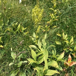 Photographie n°2221809 du taxon Veratrum album L. [1753]