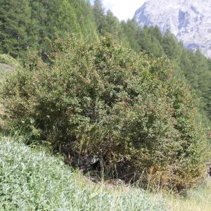 Photographie n°2221828 du taxon Berberis vulgaris L.