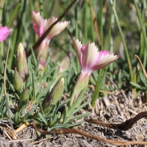 Photographie n°2221846 du taxon Dianthus pavonius Tausch [1839]