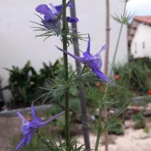 Photographie n°2221866 du taxon Delphinium ajacis L. [1753]