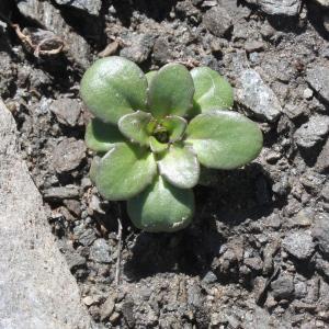 Photographie n°2221900 du taxon Thlaspi rotundifolium (L.) Gaudin